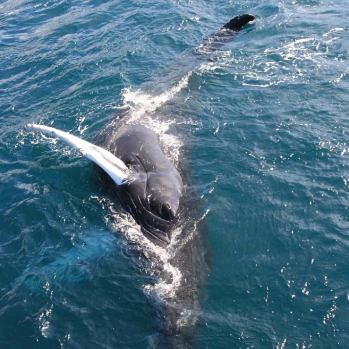 4e70afae-faf2-4b54-beeb-9f8ef01d0780_1_105_c