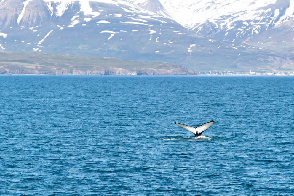 We still can see and hear whales blowing!